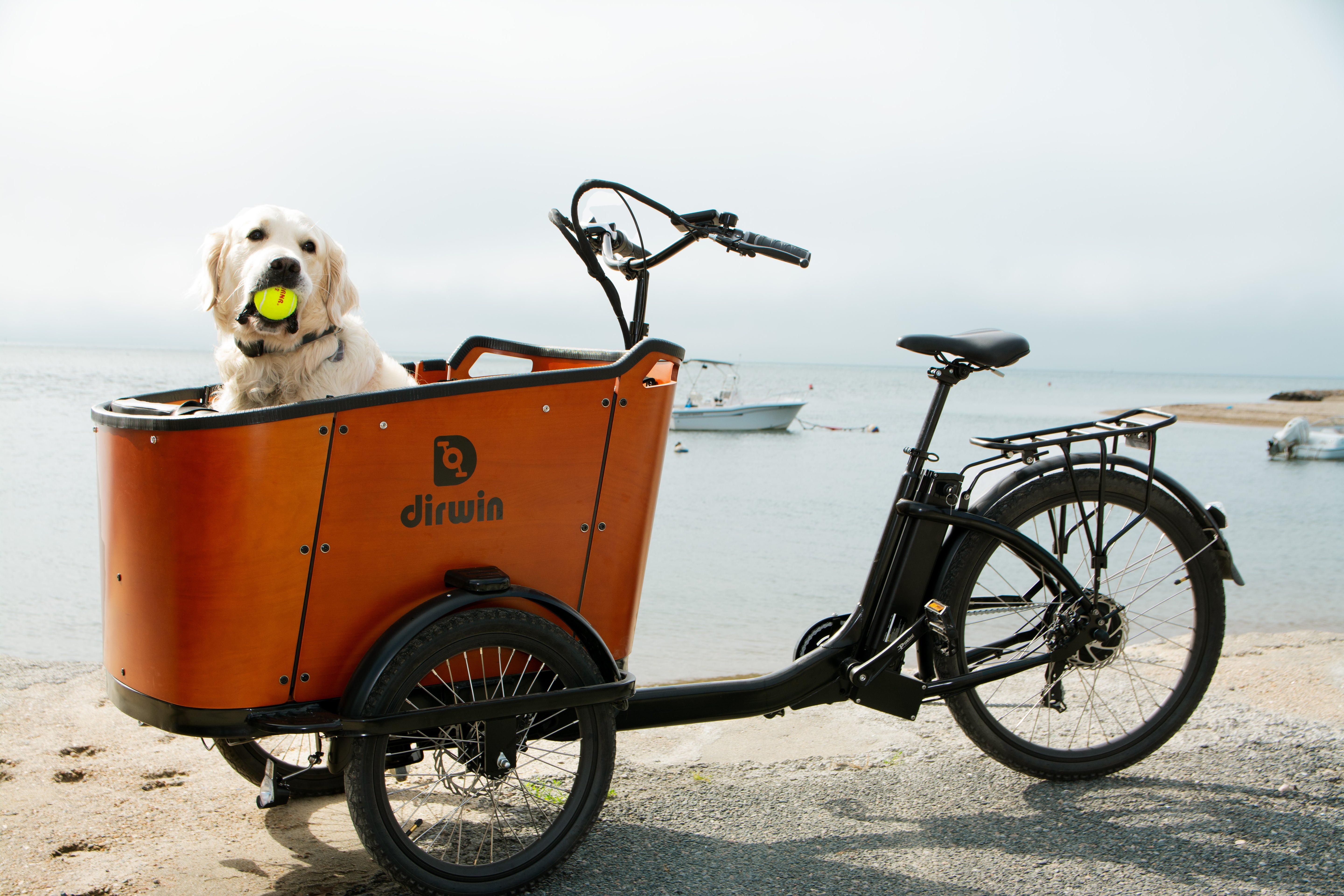 Dog sitting in an orange cargo bike by a waterfront